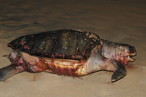 A fatally injured olive ridley turtle on Puri Beach, Orissa. The turtles face multiple threats - including missile launches. / Credit:Malini Shankar/IPS